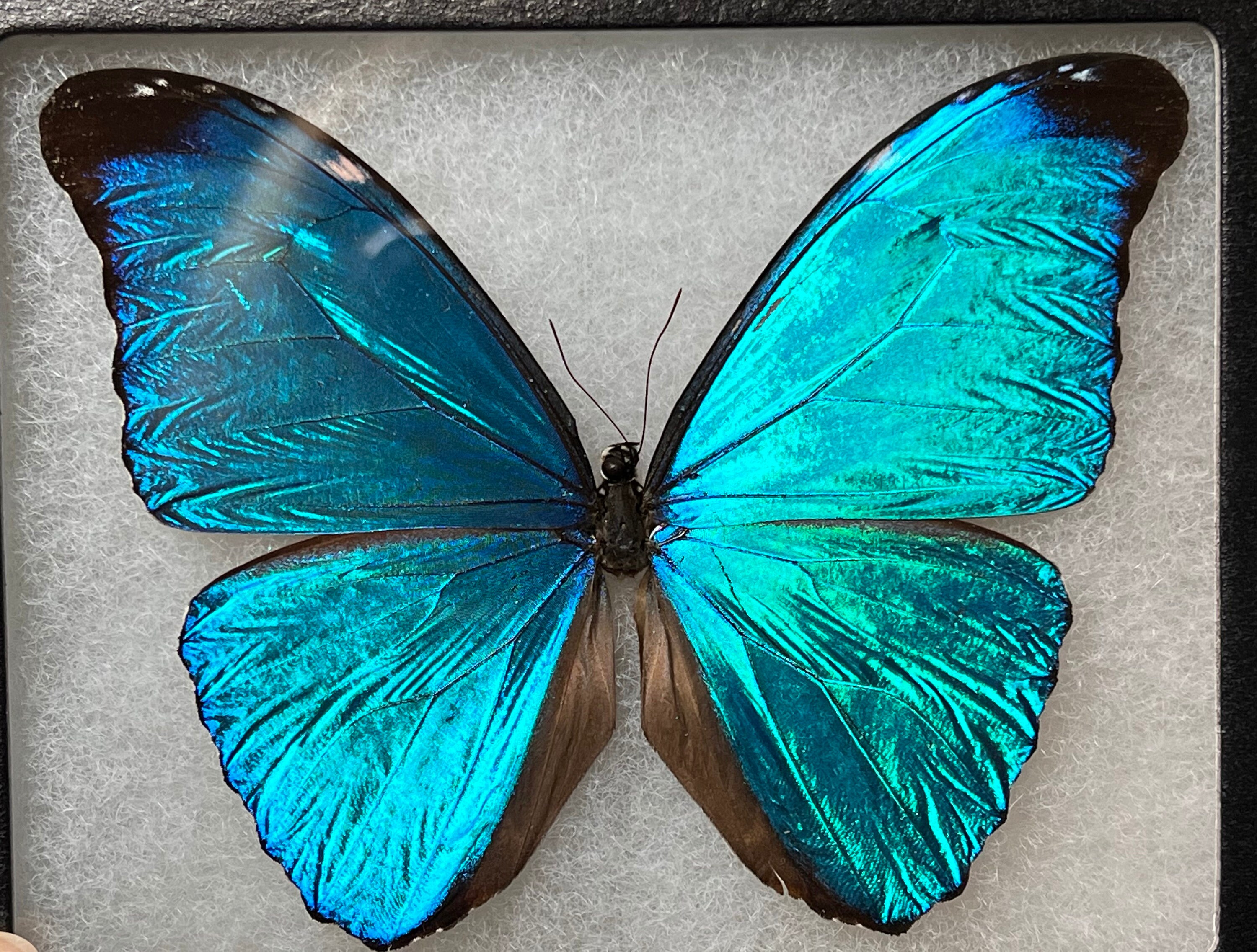 RARE Morpho Absoloni Butterfly, Mounted (wings Spread) in a