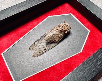 Clearwing Cicada, Quesada gigas, framed in a shadowbox with red velvet coffin shaped matting