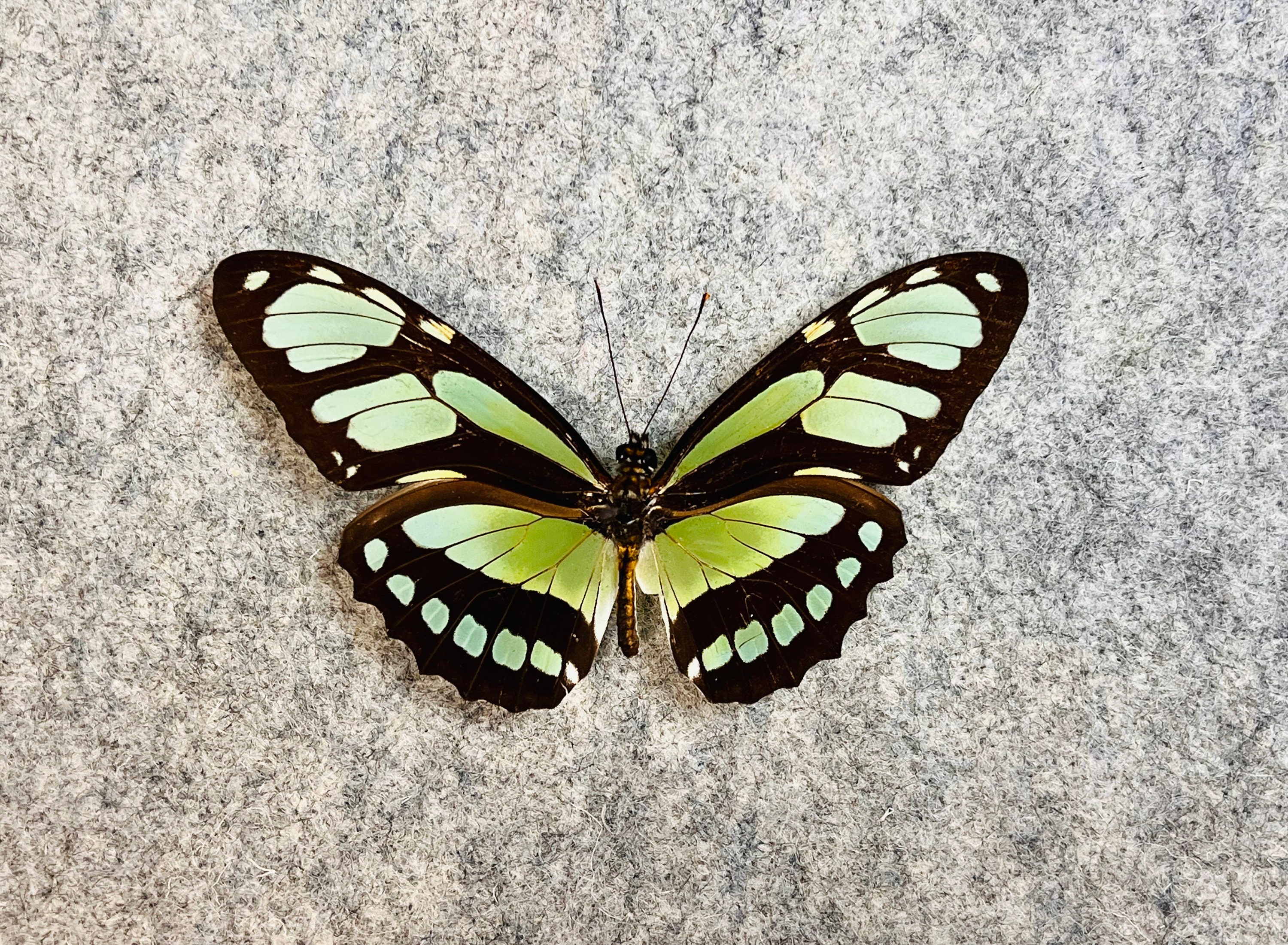 Peruvian Butterflies - Etsy