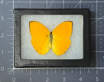 Apricot Sulfer butterfly, Phoebis argante argante, Mounted (wings open) and framed in a Riker mount, Preserved, Dried, Real