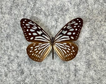 RARE Morpho Absoloni Butterfly, Male, UNMOUNTED, Wings FOLDED
