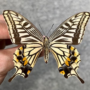 Asian Swallowtail Butterfly, Papilio Xuthus, UNMOUNTED (wings FOLDED ...