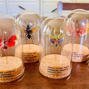 May include: Six glass dome display cases with cork bases, each containing a different insect specimen. The insects include a red lanternfly, a black digger wasp, a jeweled flower mantis, a red lanternfly, a blue carpenter bee, and a white moth.