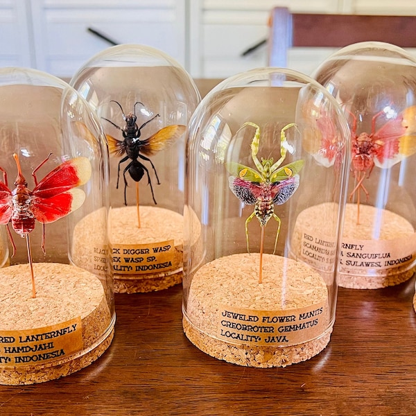 Large Size - real, dried insect, beetle, bug in a bell jar, cloche, dome jar, labeled with name and locality