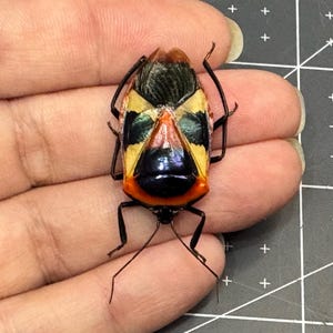 Tribal Man Face Bug, Catacanthus punctus, Unmounted, real, preserved, dried specimen, stink bug, insect, bug