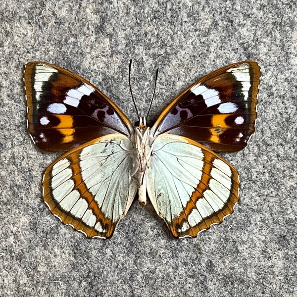 Schrenck's Emperor butterfly, Mimathyma schrenckii, Wings folded OR Mounted and framed in a Riker mount, Preserved, Dried, Real