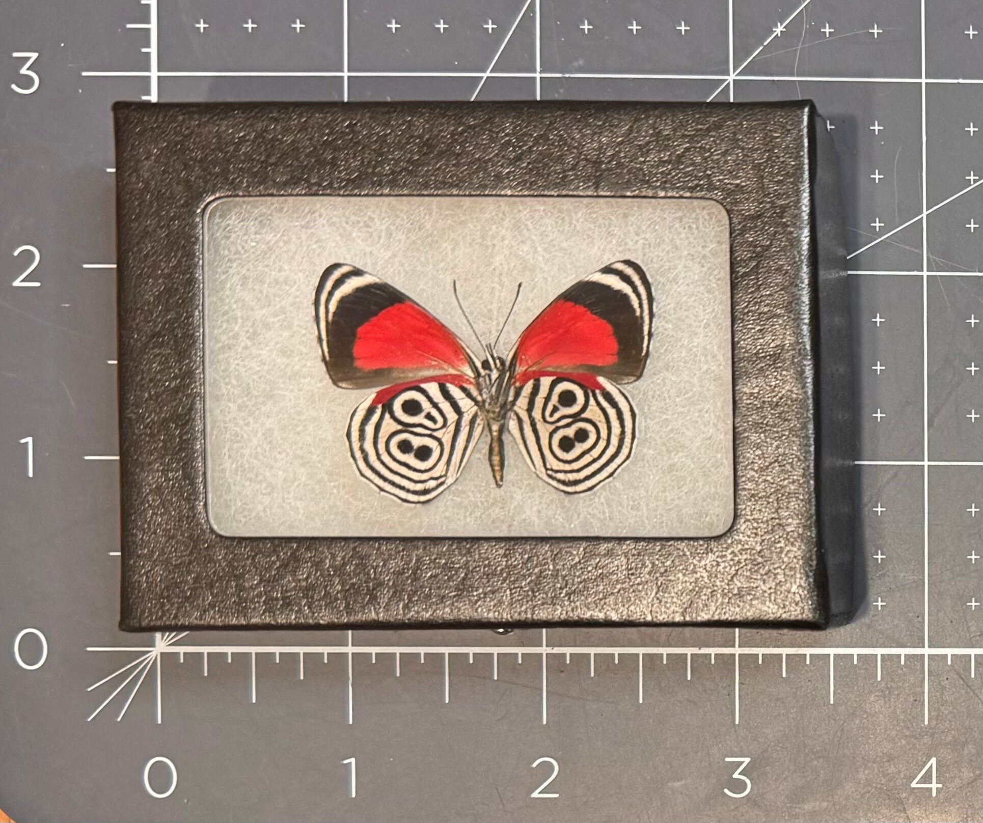 BUTTERFLY - Butterfly レトリーバ Real Diaethria Clymena 