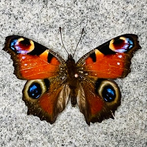 Peacock butterfly, Inachis (Aglais) io, A1, Wings folded, Mounted, or Mounted and framed in a Riker mount, Preserved, Dried, Real