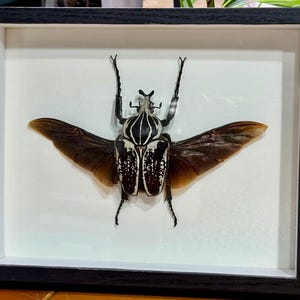 Goliathus orientalis sp. conspersus, Huge 87mm Goliath Flower Beetle, RARE, Male, Mounted and framed in a shadowbox, real, dried specimen
