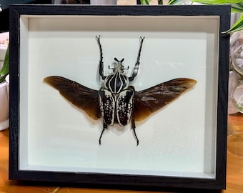 標本 Congo Goliathus orientalis 91mm Goliathus Orientalis Orientalis, Huge 91mm Goliath Flower Beetle