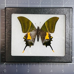 Rare Teinopalpus imperialis, The Kaiser-i-Hind swallowtail butterfly, Male, Mounted and framed in a Riker Mount Case image 5