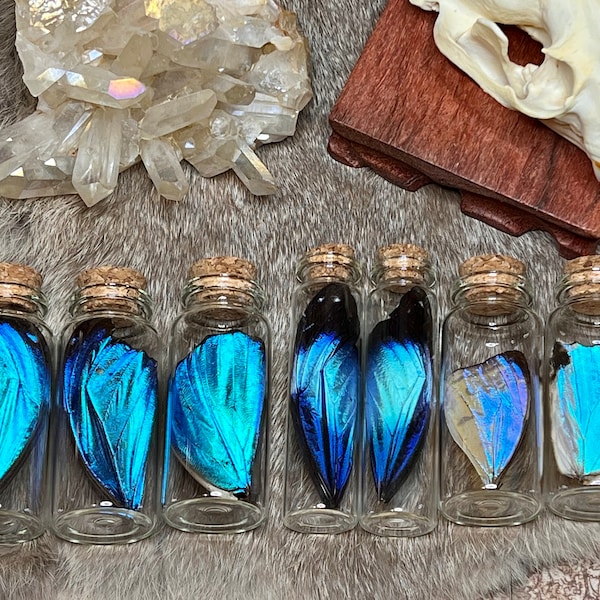 Real Blue Morpho butterfly wing in a glass jar, fairy wings