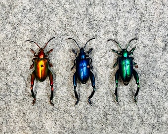Frog Beetles, Sagra longicollis, 3 colors, UNMOUNTED, real, preserved