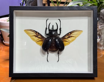 Framed Caucasus Beetle, Chalcosoma Chiron Janssensi, Preserved Insect Specimen