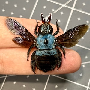 Tropical Blue Carpenter Bee, Xylocopa caerulea, Female, A1, MOUNTED, Wings spread, real, preserved