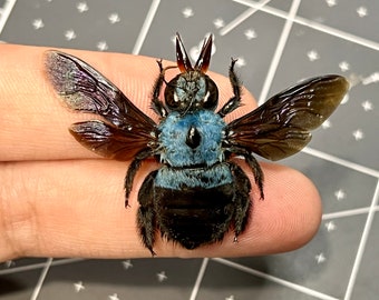 Tropical Blue Carpenter Bee, Xylocopa caerulea, Female, A1, MOUNTED, Wings spread, real, preserved