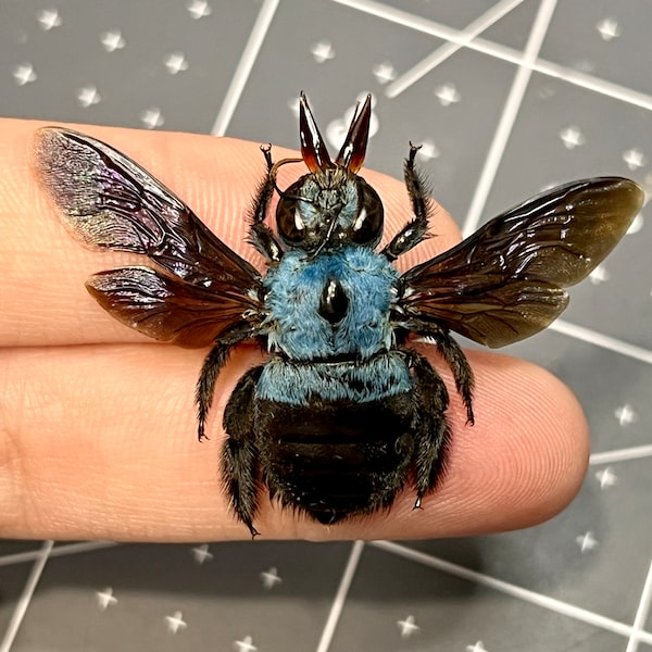 Tropical Blue Carpenter Bee, Xylocopa caerulea, Female, A1, MOUNTED, Wings spread, real, preserved