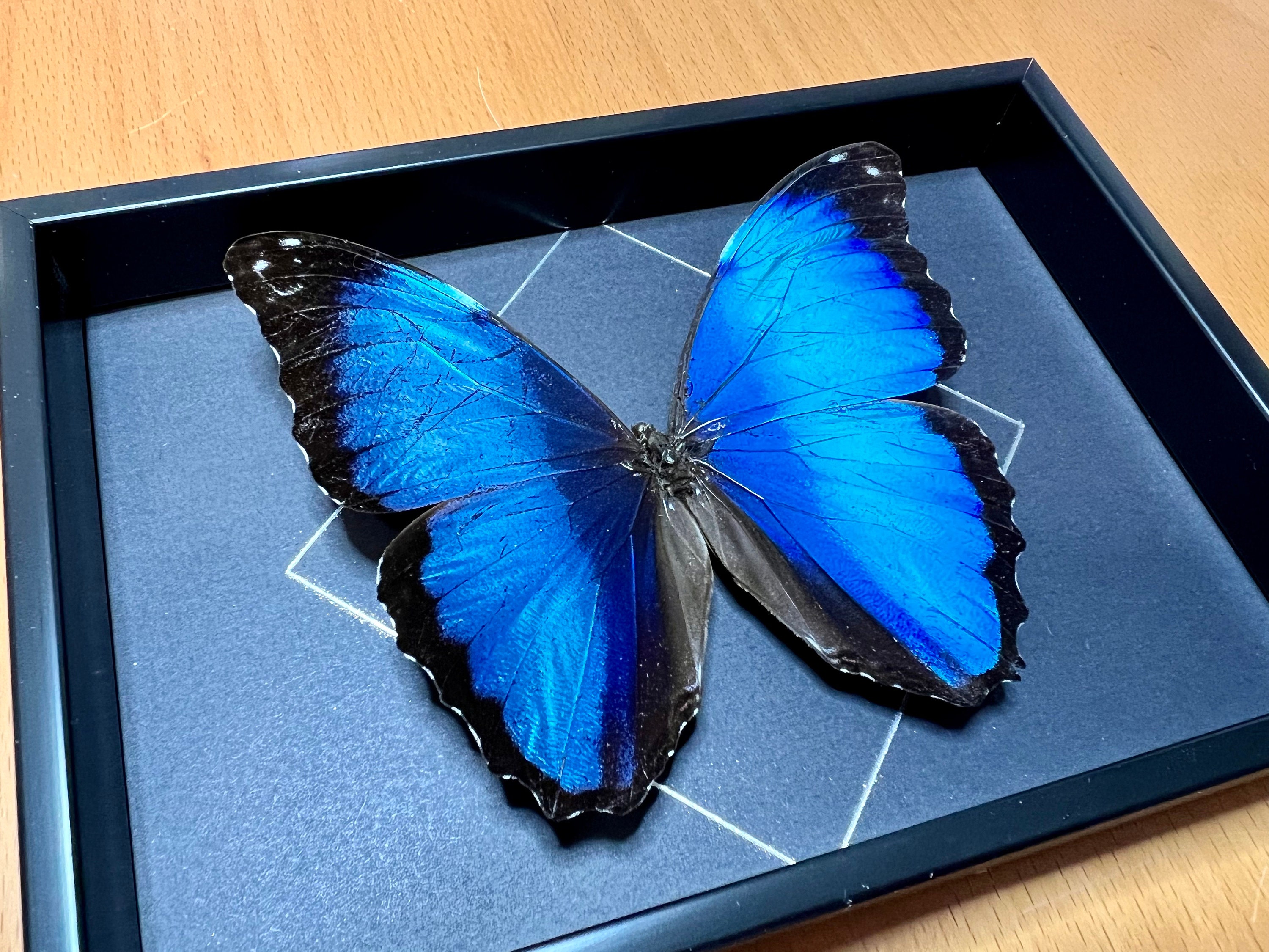 The Blue Banded Morpho Butterfly Morpho Deidamia Annae - Etsy