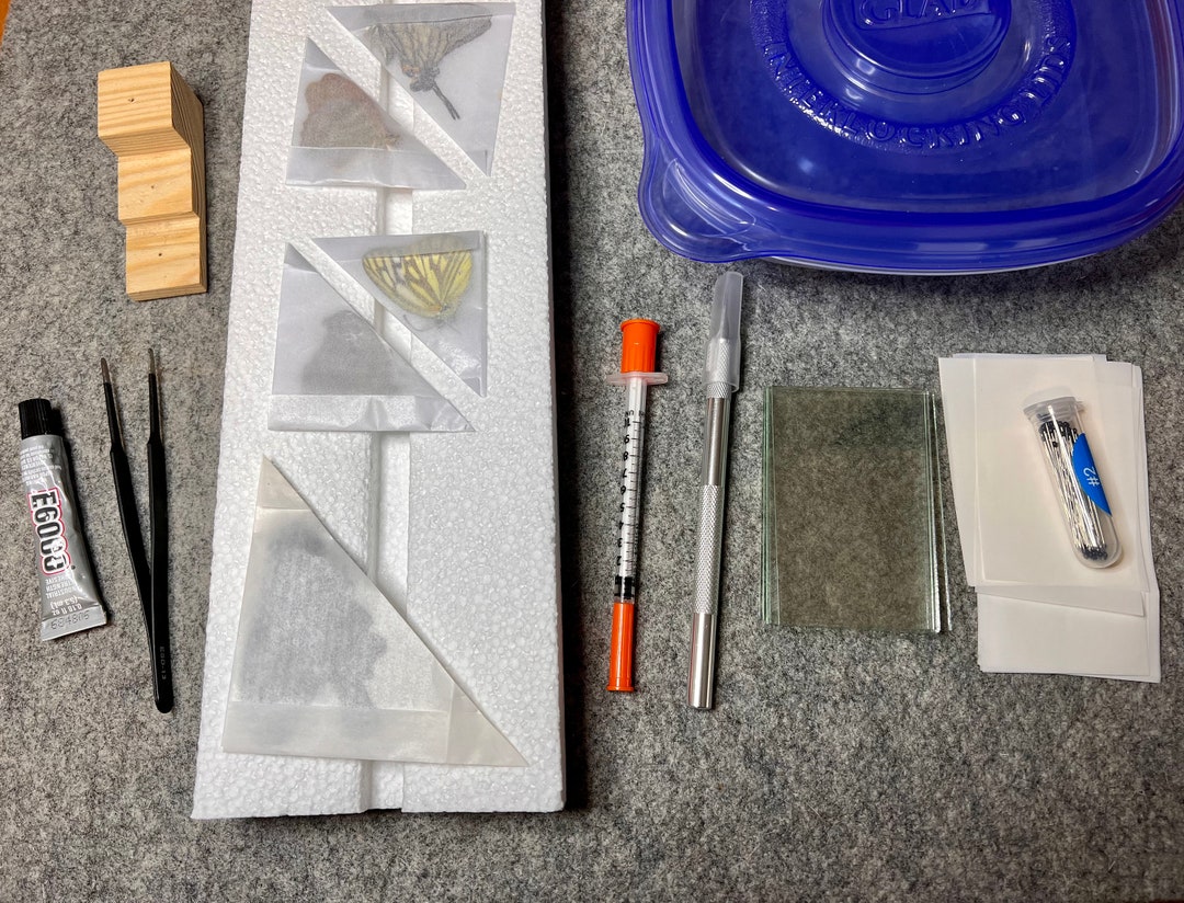 Premium Butterfly and Insect Mounting Kit With Five Etsy