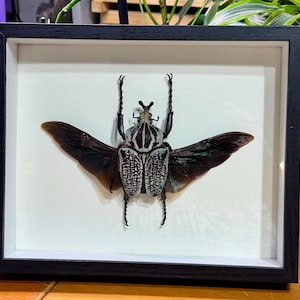 Goliathus orientalis sp. conspersus, Huge 88mm Goliath Flower Beetle, RARE, Male, Mounted and framed in a shadowbox, real, dried specimen