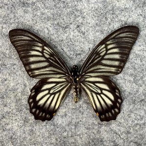 May include: A black and white butterfly with a wingspan of approximately 4 inches. The butterfly has a black body with white markings on its wings. The butterfly is mounted on a gray felt background.