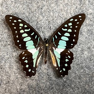 Common Jay butterfly, Graphium doson, UNMOUNTED (Wings folded), Preserved, Dried, Real specimen
