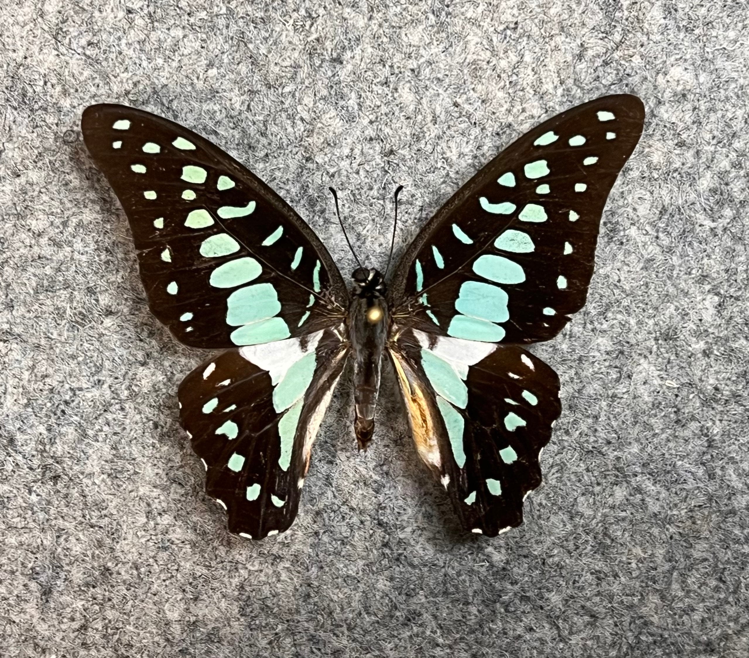 Common Jay Butterfly, Graphium Doson, UNMOUNTED (wings Folded