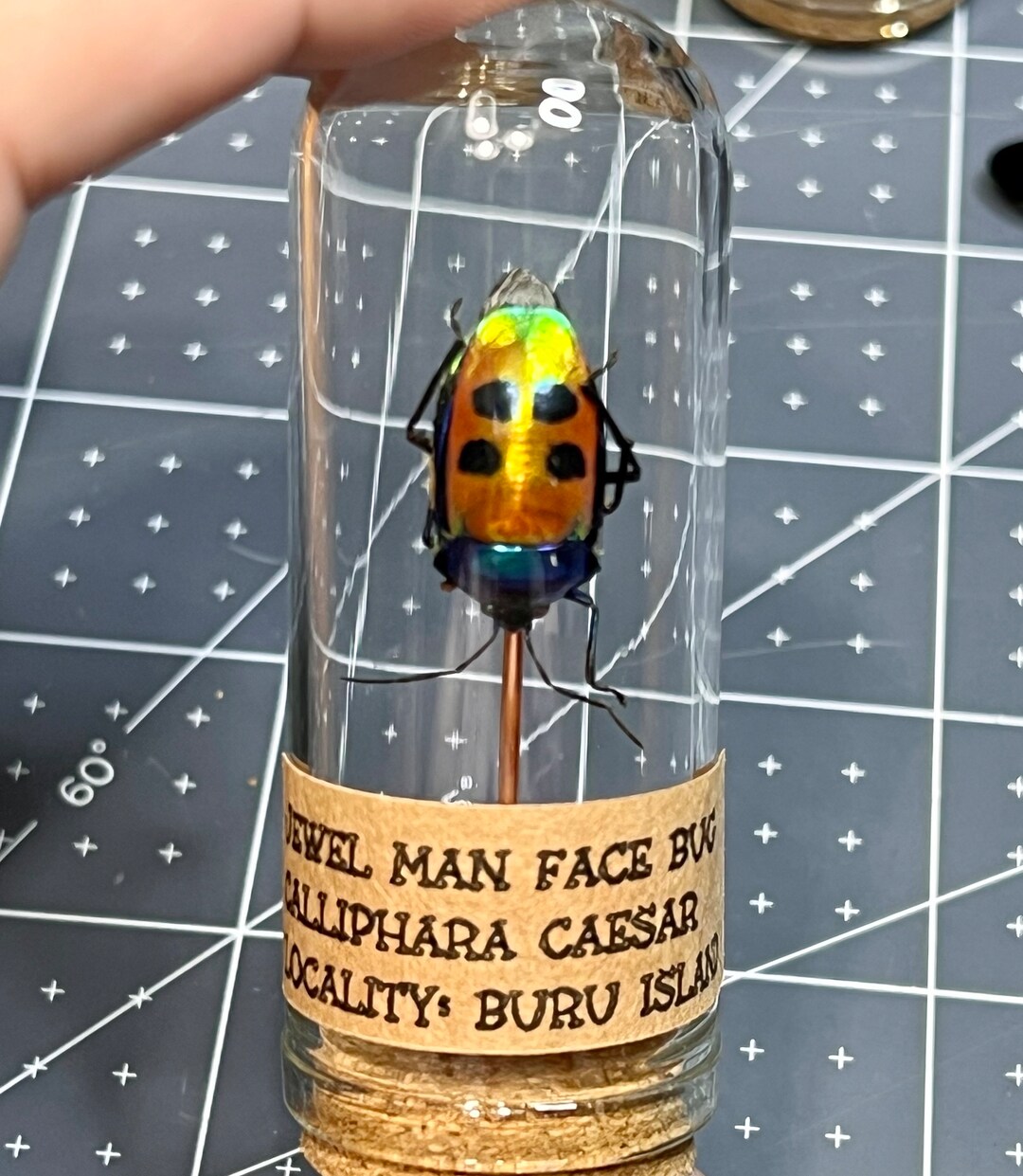 Jewel Man Face Bug, Calliphara Caesar, Mounted in a Bell Jar, Cloche ...