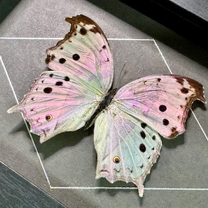 May include: A preserved butterfly specimen displayed inside a black frame. The butterfly features iridescent wings with a soft pink and pale green color palette, accented by dark brown spots and a small orange-rimmed eyespot on the lower wings.