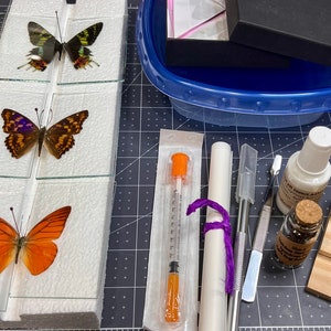 Premium Butterfly and Insect Mounting Kit with five butterflies, and six glass wing slides- Everything you need to get started, Bestseller