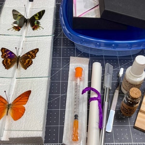 Premium Butterfly and Insect Mounting Kit with five butterflies, IMPROVED glass slides- Everything you need to get started