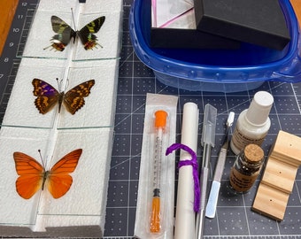 Premium Butterfly and Insect Mounting Kit with five butterflies, IMPROVED glass slides- Everything you need to get started