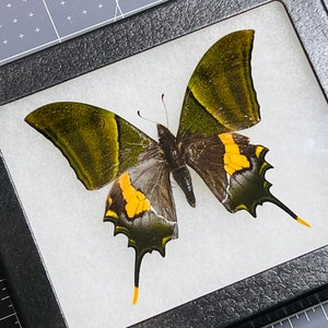 Rare Teinopalpus imperialis, The Kaiser-i-Hind swallowtail butterfly, Male, Mounted and framed in a Riker Mount Case image 1