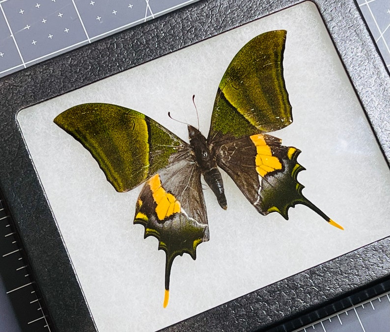 Rare Teinopalpus imperialis, The Kaiser-i-Hind swallowtail butterfly, Male, Mounted and framed in a Riker Mount Case image 1