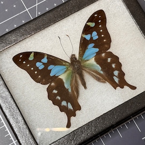 Graphium stresemanni, Rare Blue Swallowtail butterfly, Mounted and framed in a Riker mount case, preserved, dried, real specimen