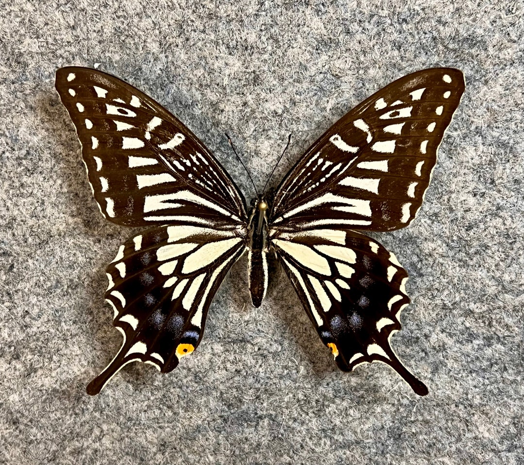 Asian Swallowtail Butterfly, Papilio Xuthus, UNMOUNTED