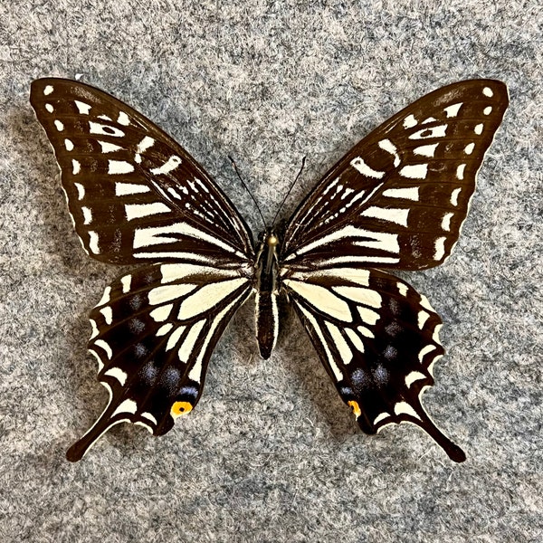 Asian Swallowtail butterfly, Papilio xuthus, Wings closed OR Mounted and framed in a Riker mount, Preserved, Dried, Real