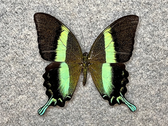 Peacock Swallowtail Butterfly Papilio blumei blumei Male Folded Fast from USA 