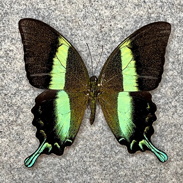 Peacock, or Green Swallowtail butterfly, Papilio blumei, Wings Folded OR Mounted and framed in a Riker mount, Real, Dried, Preserved