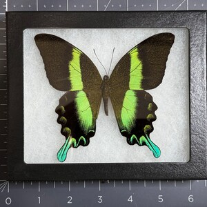 Single Green Papilionidae Butterfly In Frame, Papilio Blumei, Preserved - Foto 6