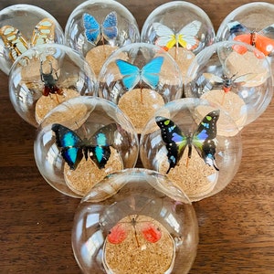 Small 4" glass globe with real, preserved insect, butterfly, bug in a bell jar, cloche, dome jar