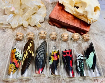 Real butterfly or moth wing in a glass jar, fairy wings, size large