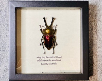 RARE King Stag beetle (Red Form), Phalacrognathus muelleri, 59mm, mounted and framed in a shadowbox