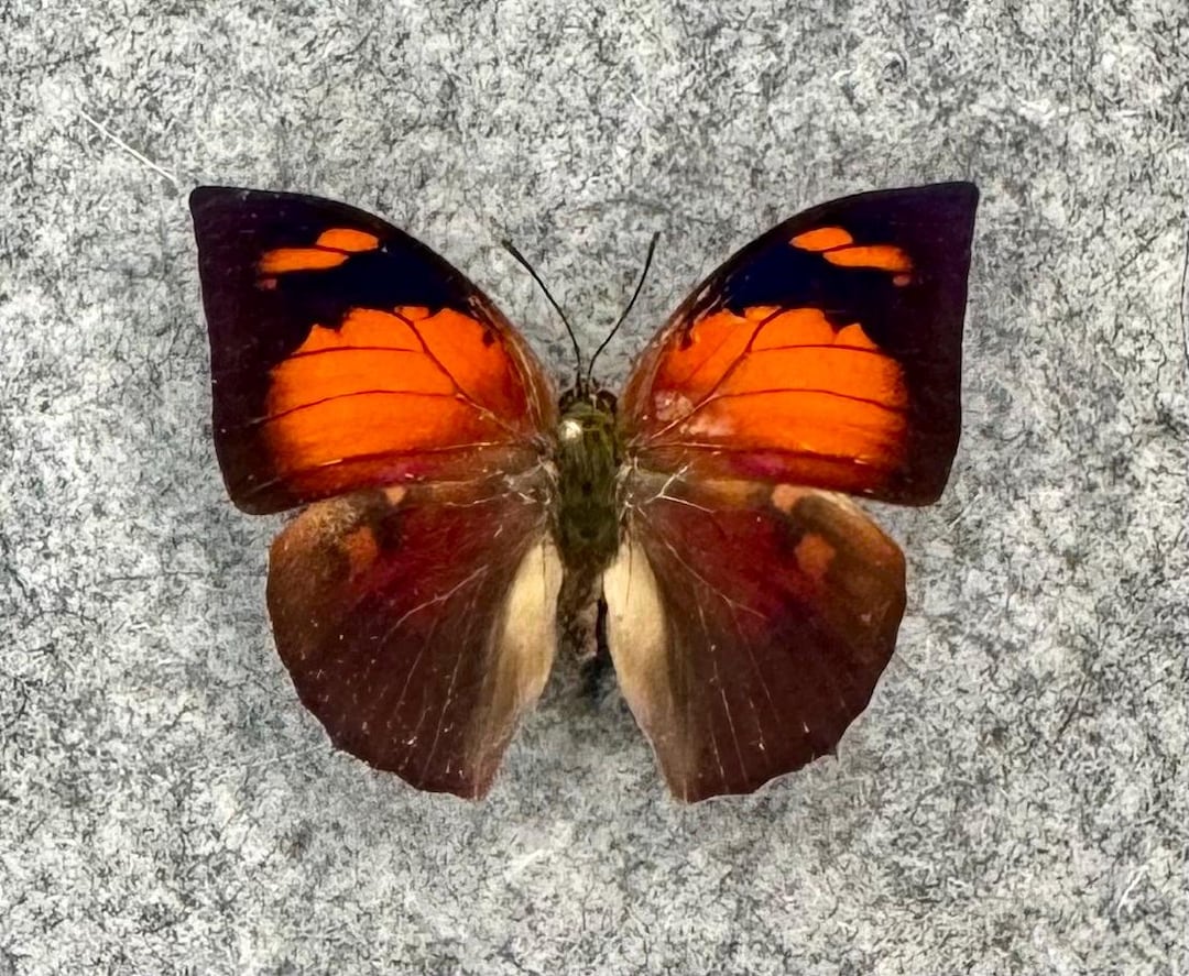 Flamingo Lefwing Butterfly, Fountainea (anaea) Ryphea, UNMOUNTED (wings ...