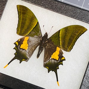 Rare Teinopalpus imperialis, The Kaiser-i-Hind swallowtail butterfly, Male, Mounted and framed in a Riker Mount Case image 3