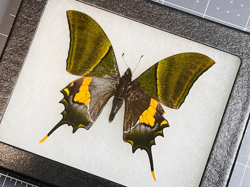 Rare Teinopalpus imperialis, The Kaiser-i-Hind swallowtail butterfly, Male, Mounted and framed in a Riker Mount Case image 3