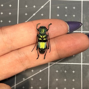 Blue Longhorn Beetle, Glenea celestis,  UNMOUNTED, real, dried, preserved