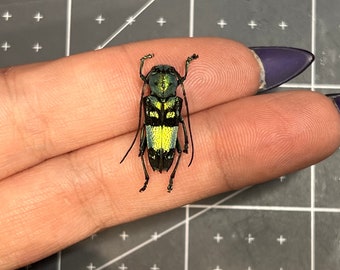 Blue Longhorn Beetle, Glenea celestis,  UNMOUNTED, real, dried, preserved specimen