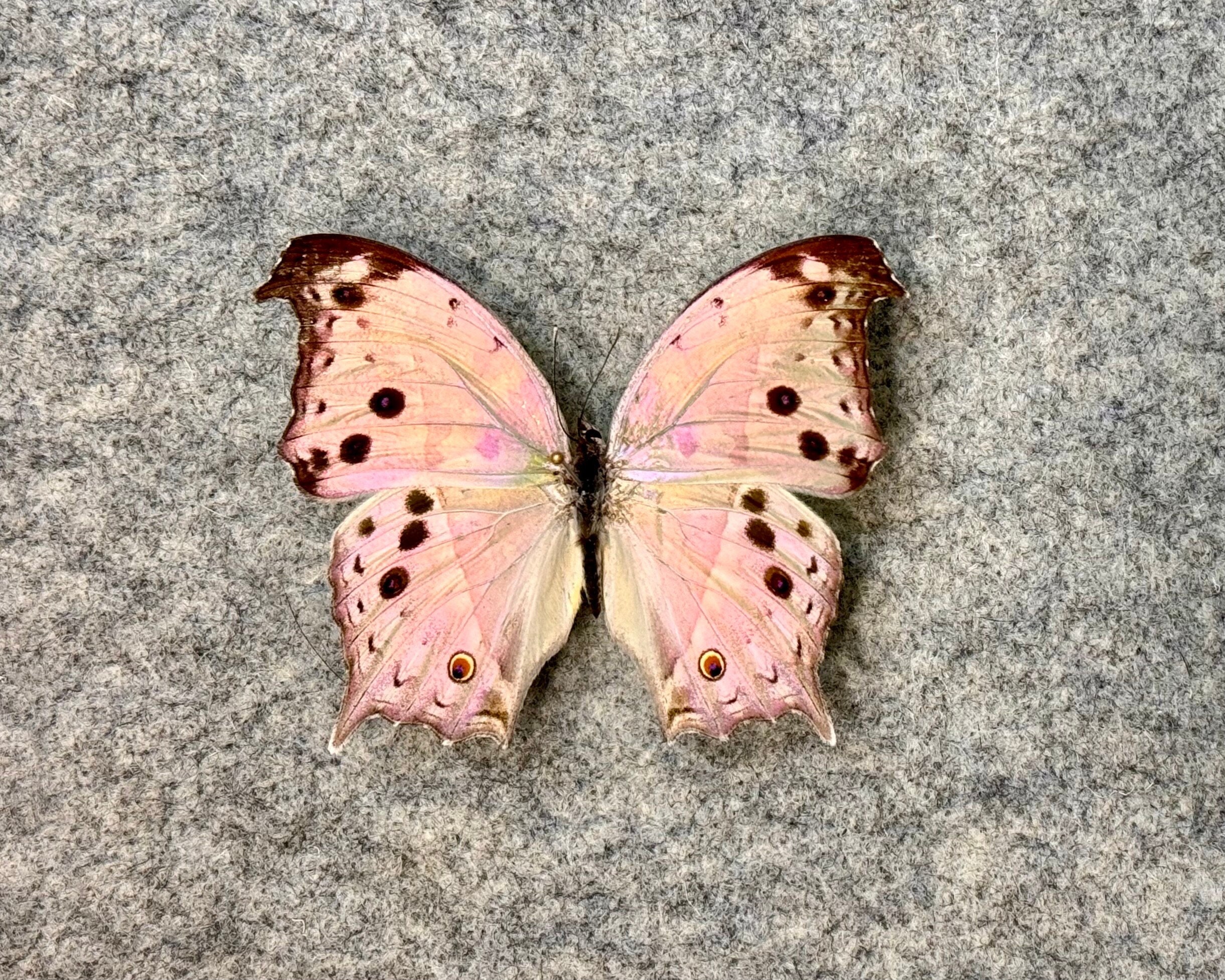 Forest Mother-of-pearl Butterfly, Protogoniomorpha (salamis