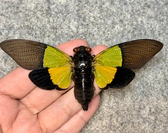 Neon Green Cicada, Trengganua sybylla, Wings spread, real, preserved